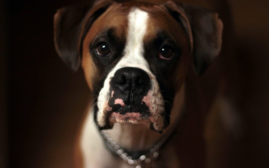 Hundeerziehung: Verhindern von ungewolltem Urinieren